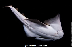 Angel Shark taken during a night dive in Gran Canaria by Fernando Robledano 